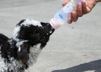 Benzin istasyonunun sevimli kuzusu “Merinos”