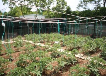 Doğa özlemi çekenler hasretlerini şehirde tarımla gideriyor