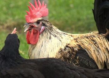 Denizli horozu koruma altında