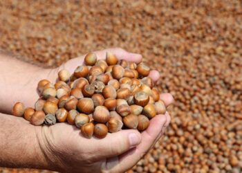 Türk fındığına Çin’den büyük ilgi