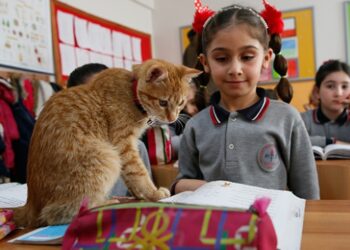 Kedi “Tombi” yeniden ders başı yaptı