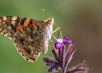 Diken kelebeklerinin Türkiye’deki göç rotaları belli oldu