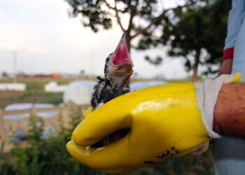 Karga yavrusunun imdadına itfaiye yetişti