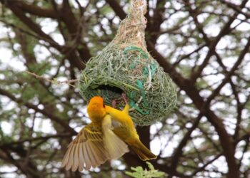 Dokumacı kuşlar mühendis gibi yuva yapıyor