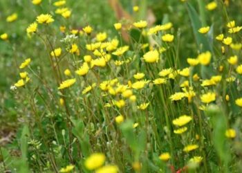 Muş’ta endemik bitki türleri kayıt altına alınıyor