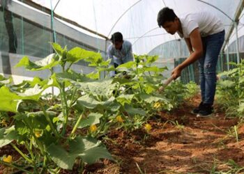 Yabancı öğrenciler Şanlıurfa’daki lisede tarım öğrenecek