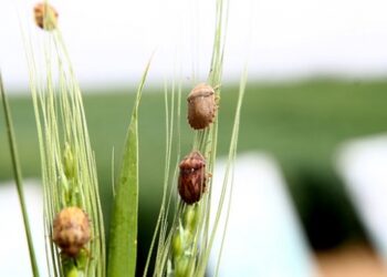 Doğaya 800 bin faydalı böcek salındı