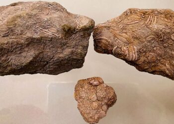 50 milyon yıllık fosil Diyarbakır’da sergileniyor