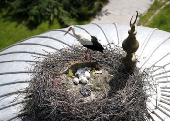 19 yıldır leyleklerin yuvası “Nuryağdı Camii”