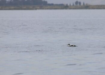 Gediz Deltası’nda yeni bir kuş türü daha keşfedildi