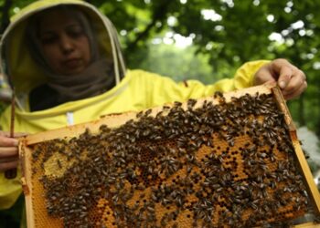 3 çocuk annesi hayallerine arıcılıkla kavuştu