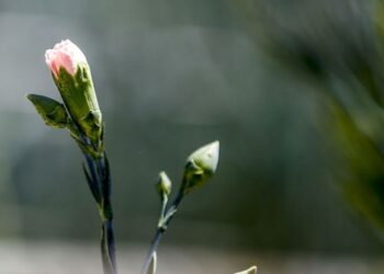 Türkiye’nin ilk tescilli karanfili dünya pazarına açılıyor