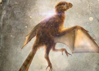 Yarasa kanatlı yeni bir dinozor türü keşfedildi