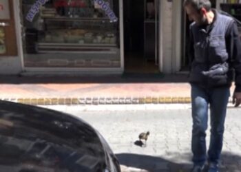 Yavru ördek “Paytak” sahibinin peşinden ayrılmıyor