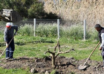 Çocuklar parklarda dalından portakal yiyebilecek