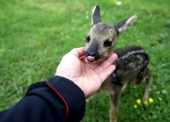 Yavru karaca “Ramazan” emin ellerde