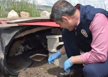 Polis memuru mağarada bulduğu yavru köpeklere sahip çıktı