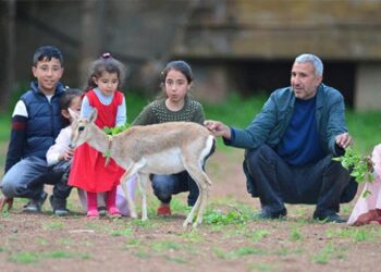 Nesli tükenmekte olan ceylanlara bahçesinde bakıyor