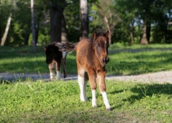 Sarayiçi’nin sevimli tayları ziyaretçilerin ilgi odağı oldu