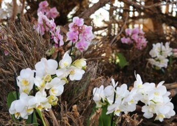 Burdur’da Tayvan orkideleri bahçesi açıldı