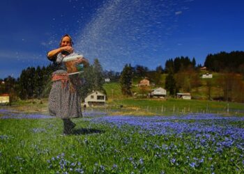 Mavi yıldız çiçekleriyle Kadıralak Yaylası