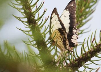 Gaziantep’te “Tropik Kelebek Bahçesi” ziyarete açıldı