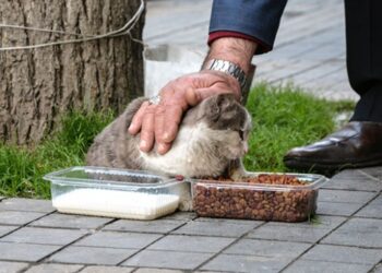 Her gün beslediği sokak hayvanlarına çocukları gibi bakıyor