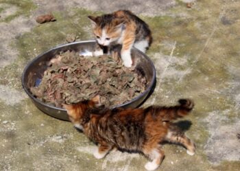 Kedilere yarım ton ciğer dağıtıldı