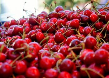 Kiraz ihracatında hedef 300 milyon dolar