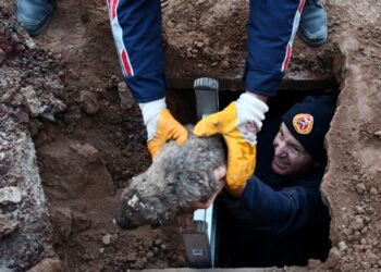 Foseptik çukuruna düşen köpek yavrularını itfaiye kurtardı