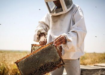 Bal ihracatından 6,3 milyon dolar gelir elde edildi