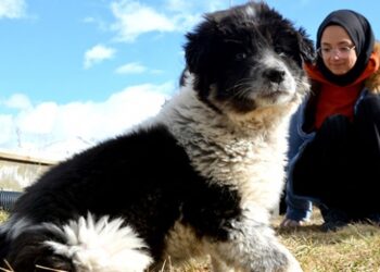 Öğrencilerin sahiplendiği köpekler fakültenin maskotu