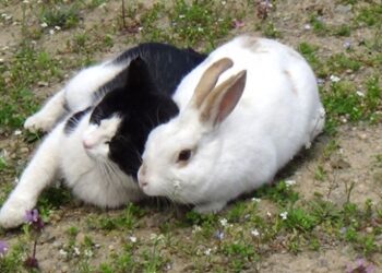Tavşan Pamuk’un en iyi arkadaşı bir kedi