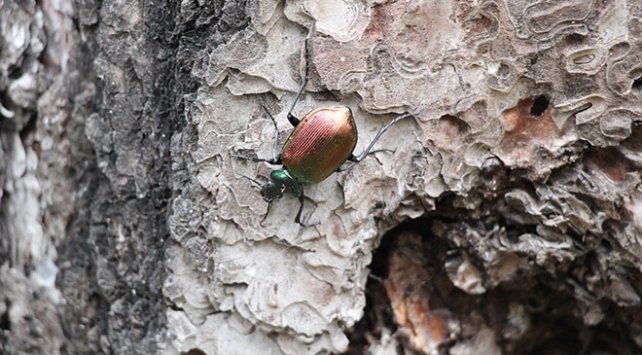 Gladyatör böcekler ormanlık alanlara bırakılıyor