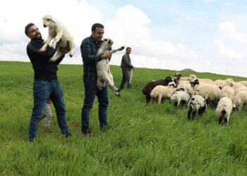 Mühendis kardeşler baba mesleği çobanlıktan vazgeçmiyor