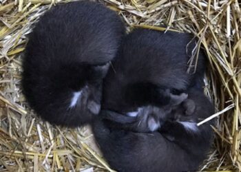 Sansar yavrularına yardım eli