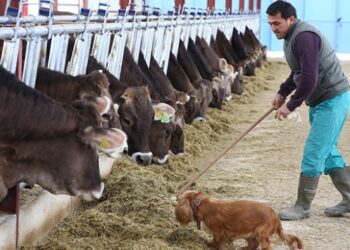 Almanya’dan getirdiği 65 inekle çiftlik kurdu