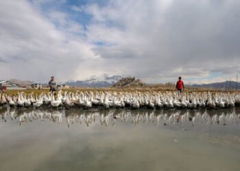 İthal yumurtalarla kaz yetiştirip ihraç ediyorlar