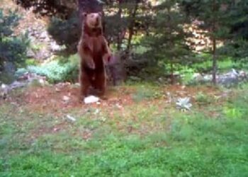 Bolu Dağı’nda doğal yaşamın güzelliği