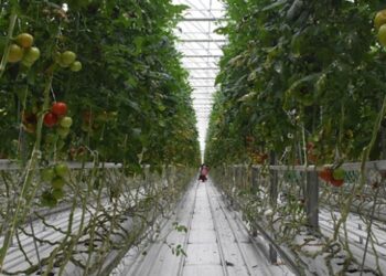 Teknolojik serada üretilen domatesler Avrupa’ya satılıyor