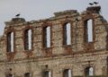 Tarihi hastane duvarının kanatlı misafirleri