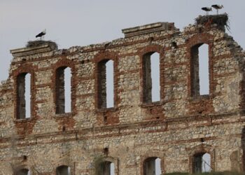 Tarihi hastane duvarının kanatlı misafirleri