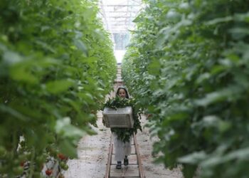 Yabancı sera yatırımcıları rotayı Şanlıurfa’ya çevirdi