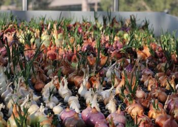 Yeni nesil hibrit soğan üretildi