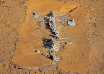 Mısır çöllerindeki 40 milyon yıllık balina fosilleri