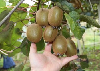 Ordu’da kivi üretiminde rekor