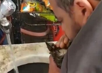 Köpeği masaj ve suni solunumla hayata döndürdü