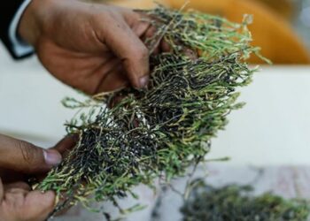 Aziz Sancar’ın adı verilen bitki ilaç olma yolunda