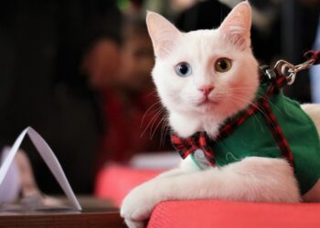 En güzel kediler Van’da podyuma çıktı