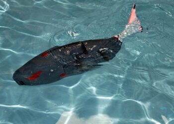 Robot balık, su altının yeni keşifçisi olacak